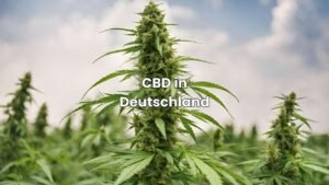 CBD in Deutschland kaufen