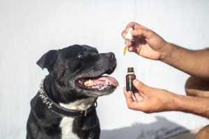 Das beste CBD Öl für deinen Hund