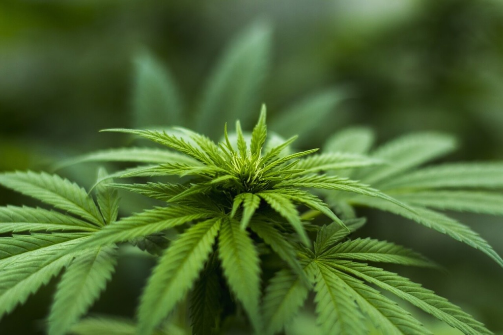 Günstige HHC Blüten kaufen - HHC vs. THC