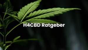H4CBD Ratgeber