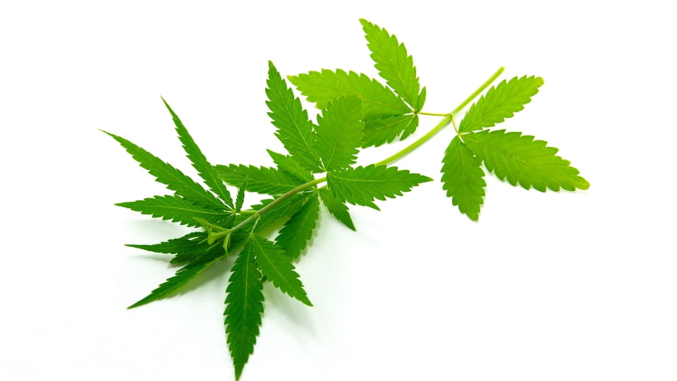 Was ist H4CBD?