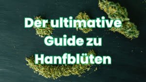 Alles über Hanfblüten