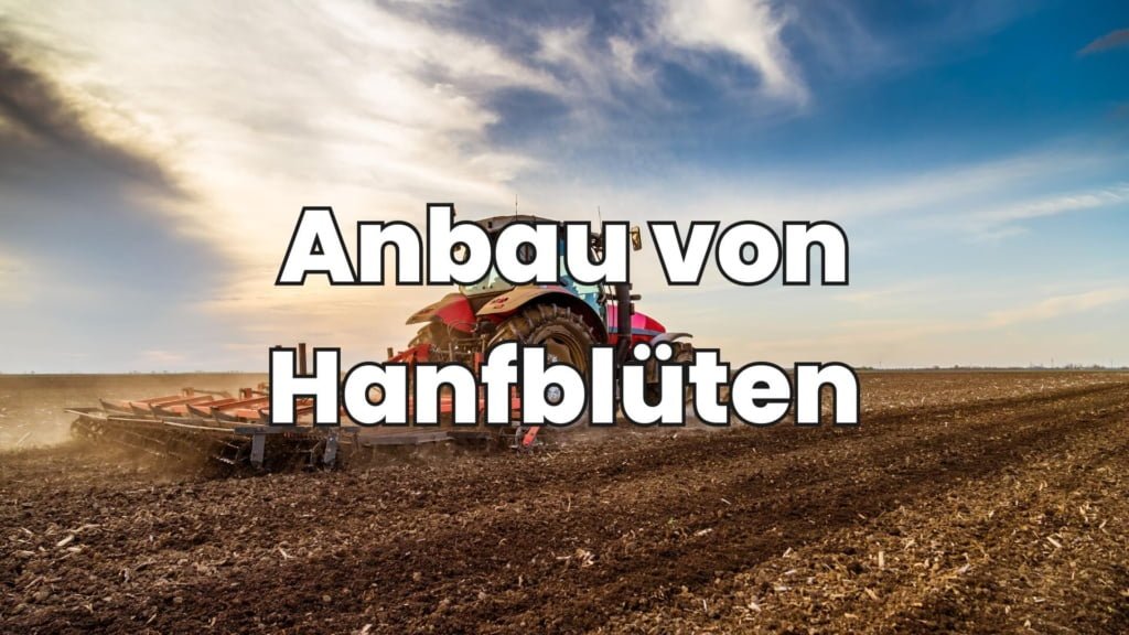 Anbau von Hanfblüten