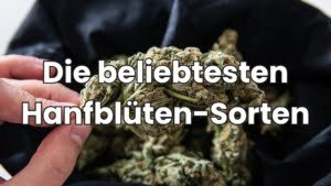 Die beliebtesten Hanfblüten Sorten
