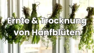 Ernte und Trocknung von Hanfblüten