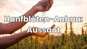 Hanfblüten Aussaat