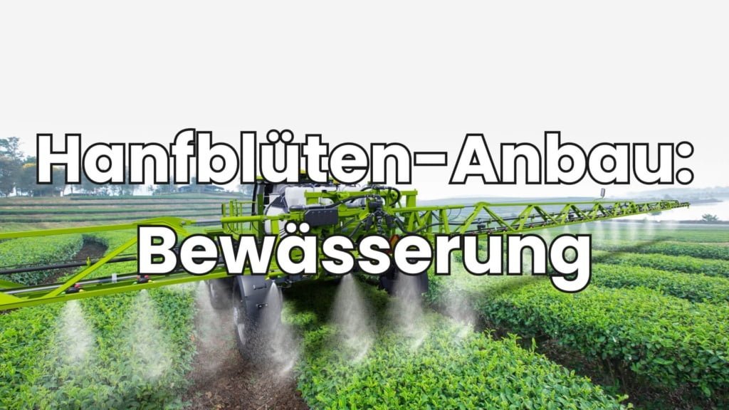 Hanfblüten Bewässerung