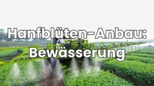 Hanfblüten Bewässerung
