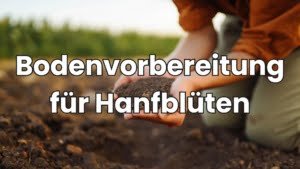 Hanfblüten Bodenvorbereitung