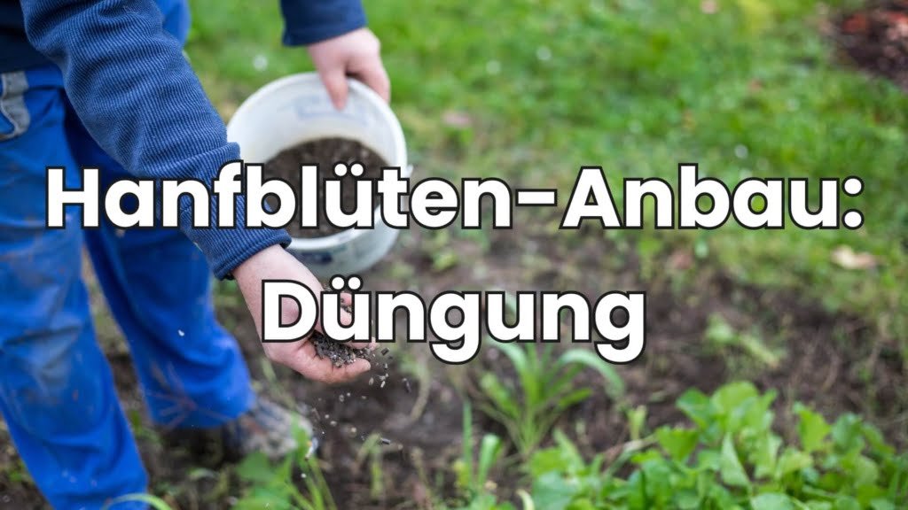 Hanfblüten Düngung