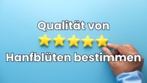 Qualität von Hanfblüten