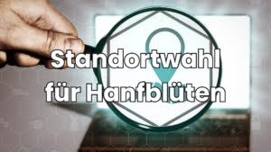 Standortwahl für Hanfblüten