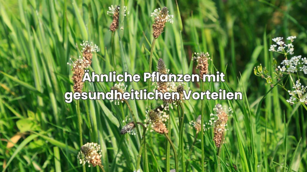 Ähnliche Pflanzen wie Brennnessel - Andere Pflanzen mit gesundheitlichen Vorteilen