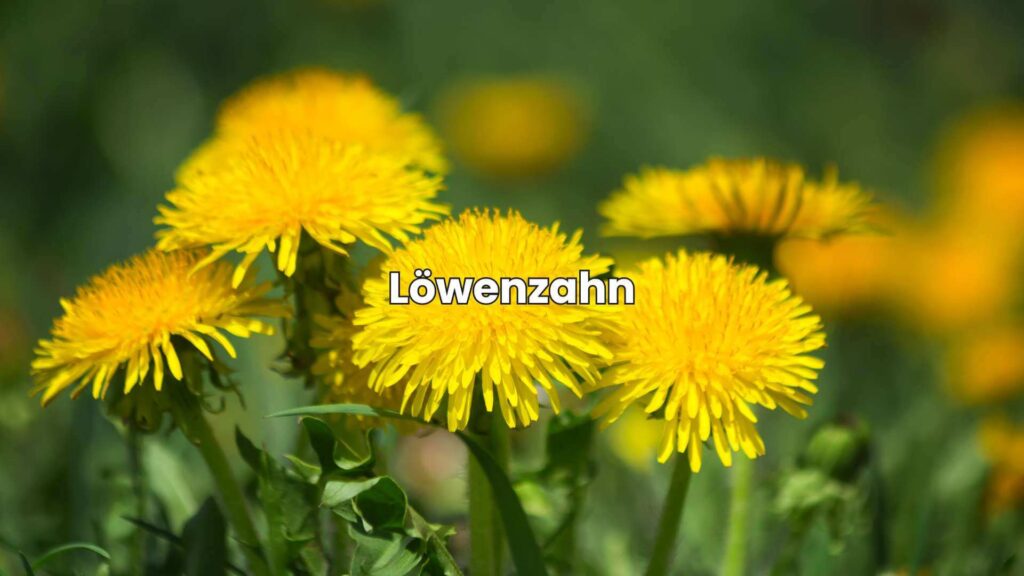 Ähnliche Pflanzen wie Brennnessel - Löwenzahn