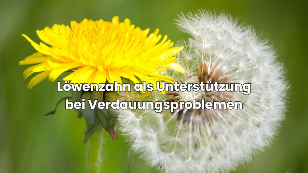 Ähnliche Pflanzen wie Brennnessel - Löwenzahn als Unterstützung bei Verdauungsproblemen