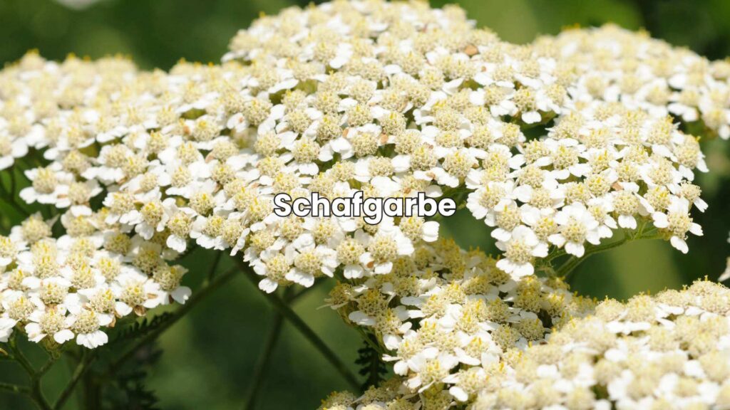 Ähnliche Pflanzen wie Brennnessel - Schafgarbe