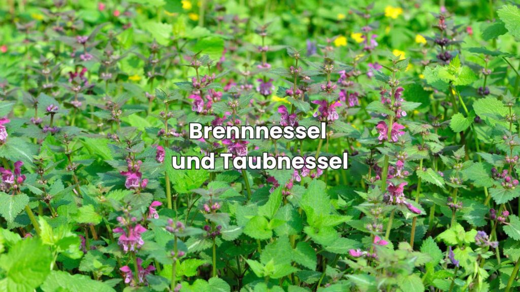 Ähnliche Pflanzen wie Brennnessel - Taubnessel