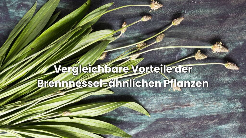 Ähnliche Pflanzen wie Brennnessel - Vergleichbare Vorteile