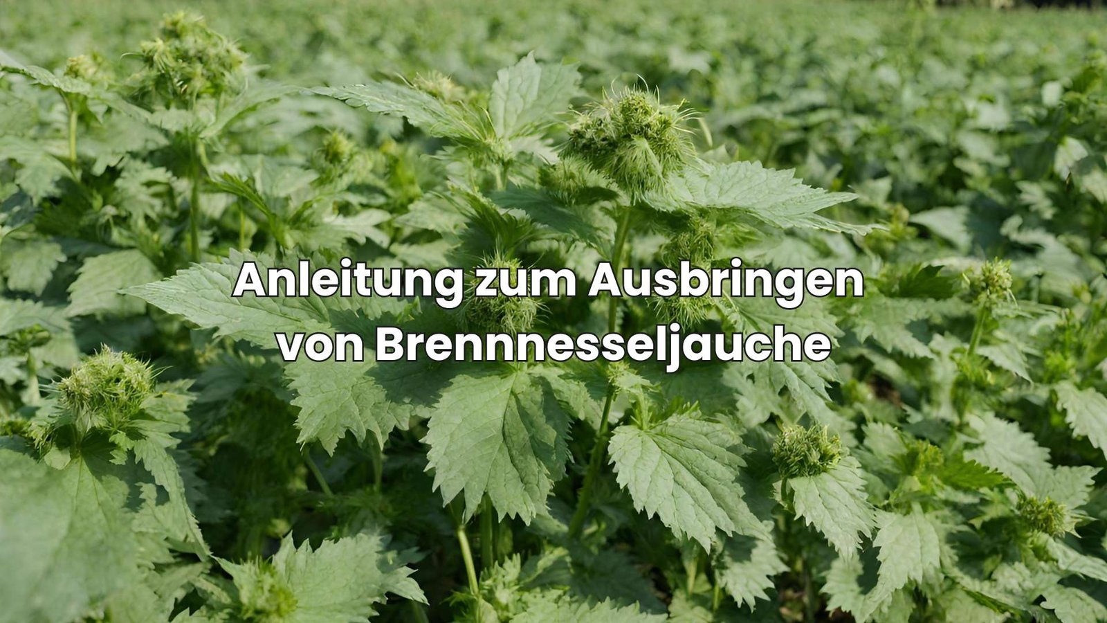 Brennnesseljauche ausbringen SchrittfürSchrittAnleitung