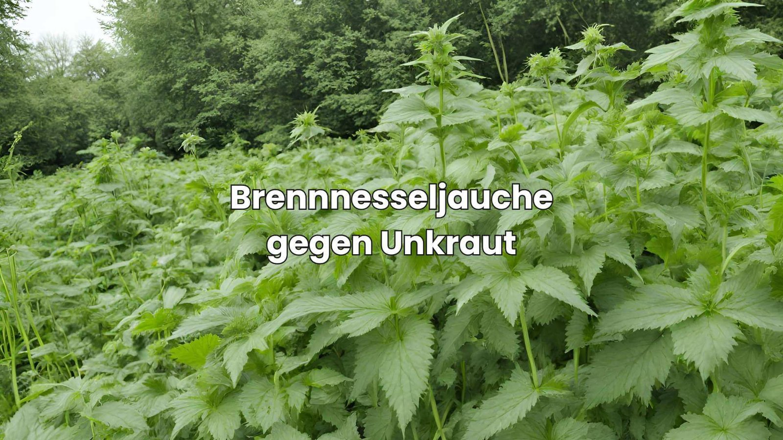 Brennnesseljauche Geheimwaffe gegen hartnäckiges Unkraut