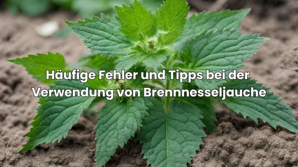 Brennnesseljauche als Dünger - Häufige Fehler und Tipps