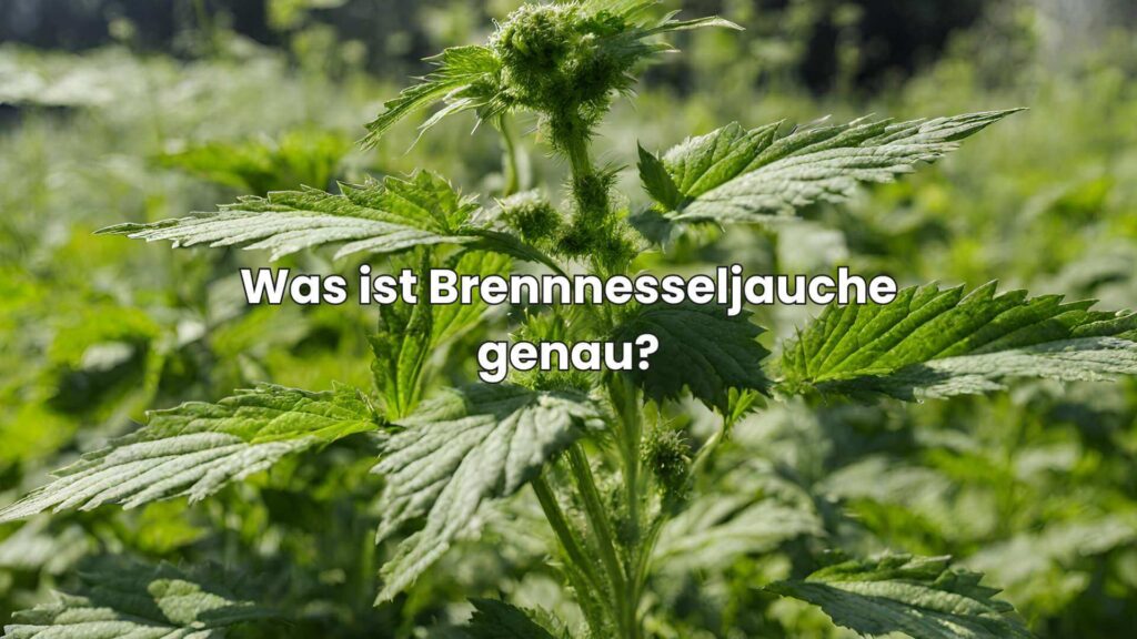Brennnesseljauche als Dünger - Was ist sie genau