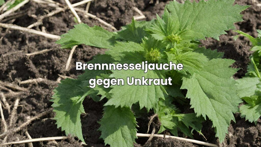 Brennnesseljauche als Dünger - Zusatznutzen gegen Unkraut