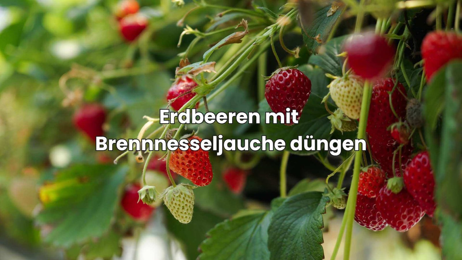 BrennnesseljaucheRatgeber So stellst du den Dünger einfach her