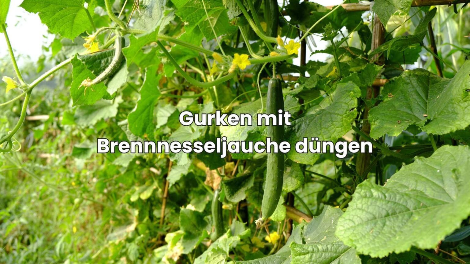 BrennnesseljaucheRatgeber So stellst du den Dünger einfach her