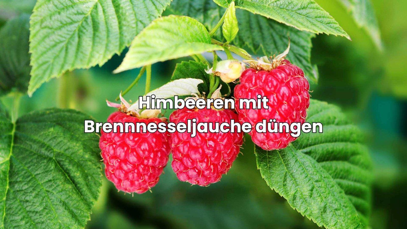 BrennnesseljaucheRatgeber So stellst du den Dünger einfach her