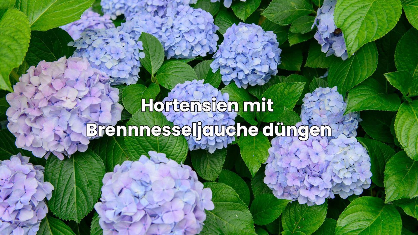 BrennnesseljaucheRatgeber So stellst du den Dünger einfach her