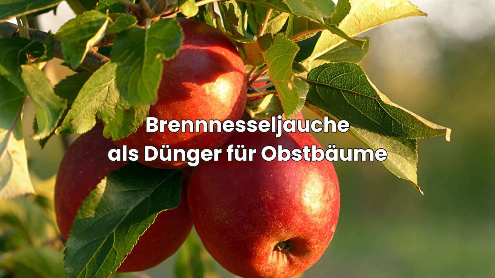 BrennnesseljaucheRatgeber So stellst du den Dünger einfach her