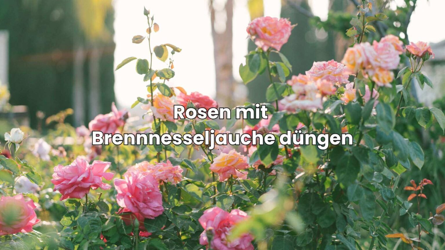 BrennnesseljaucheRatgeber So stellst du den Dünger einfach her