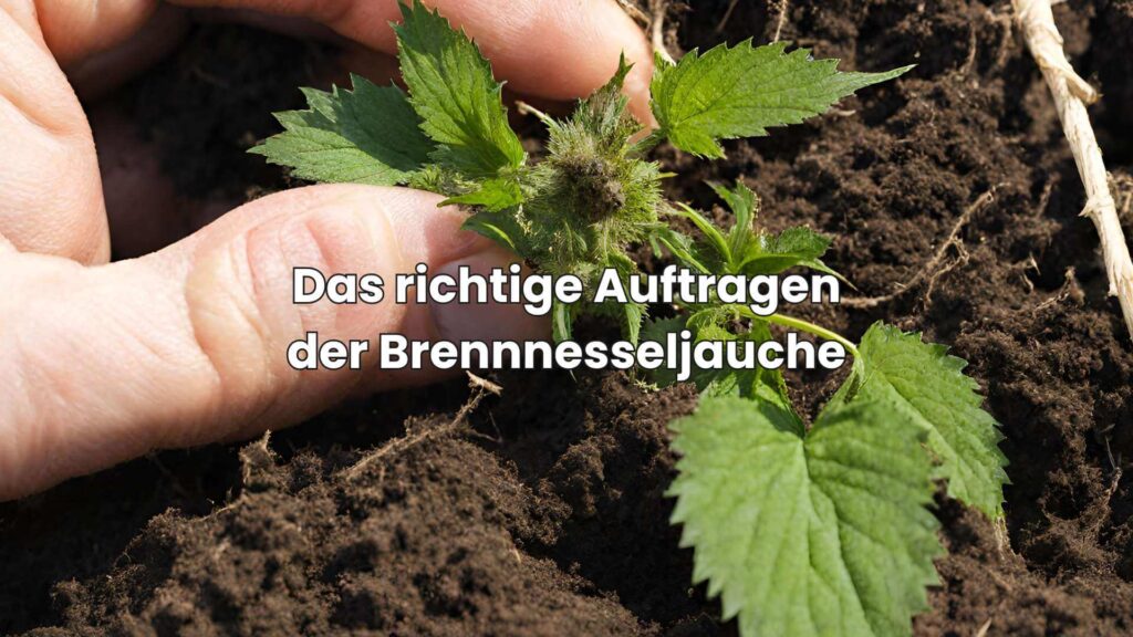 Brennnesseljauche ansetzen - Das richtige Auftragen