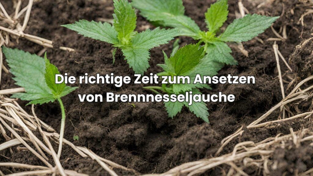 Brennnesseljauche ansetzen - Der richtige Zeitpunkt