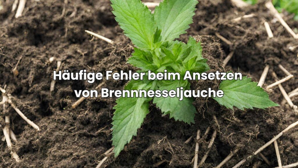 Brennnesseljauche ansetzen - Häufige Fehler vermeiden