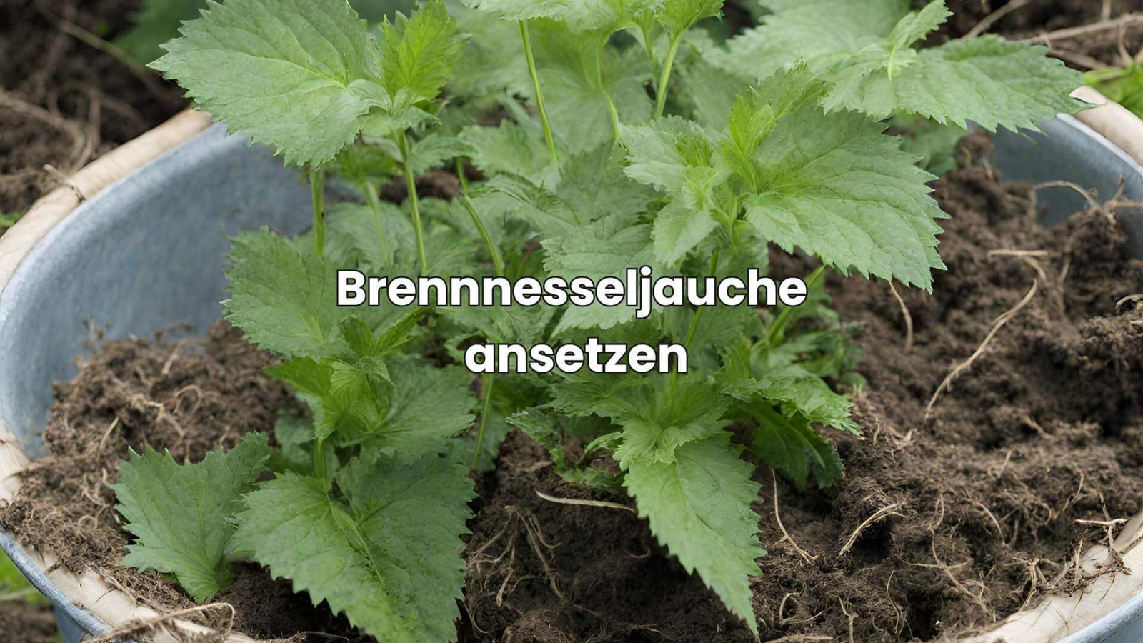 Brennnesseljauche ansetzen leicht gemacht So gelingt sie!