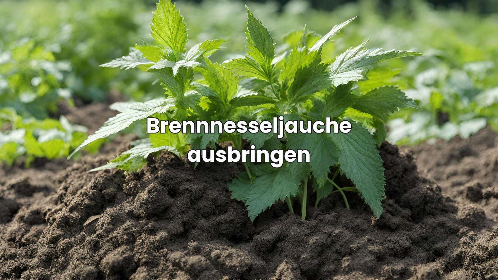 Brennnesseljauche ausbringen SchrittfürSchrittAnleitung