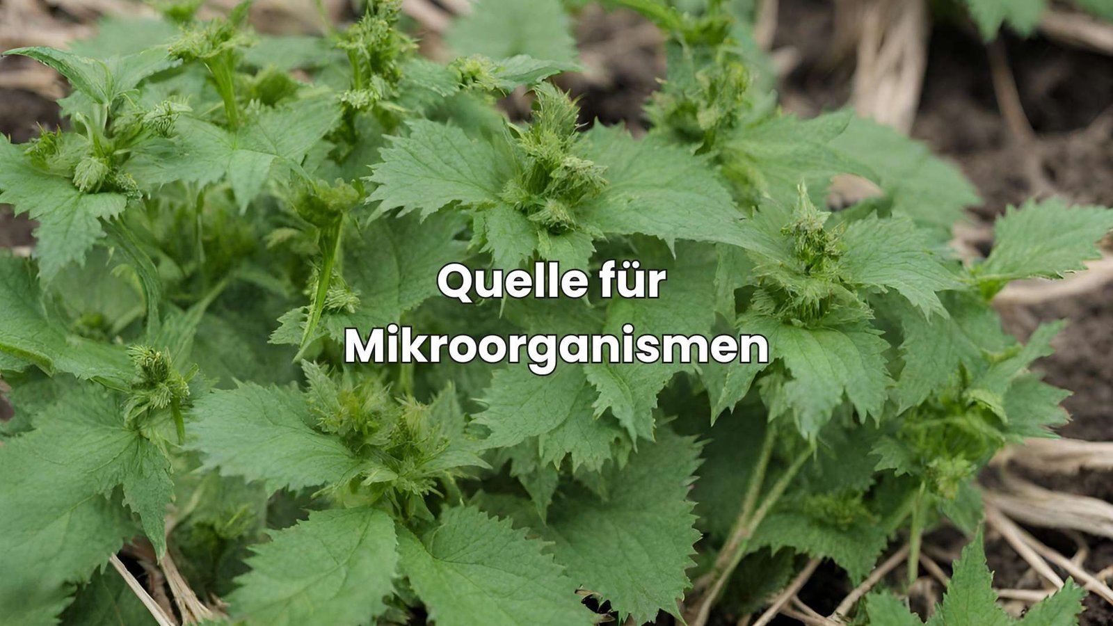 Brennnesseljauche ausbringen SchrittfürSchrittAnleitung