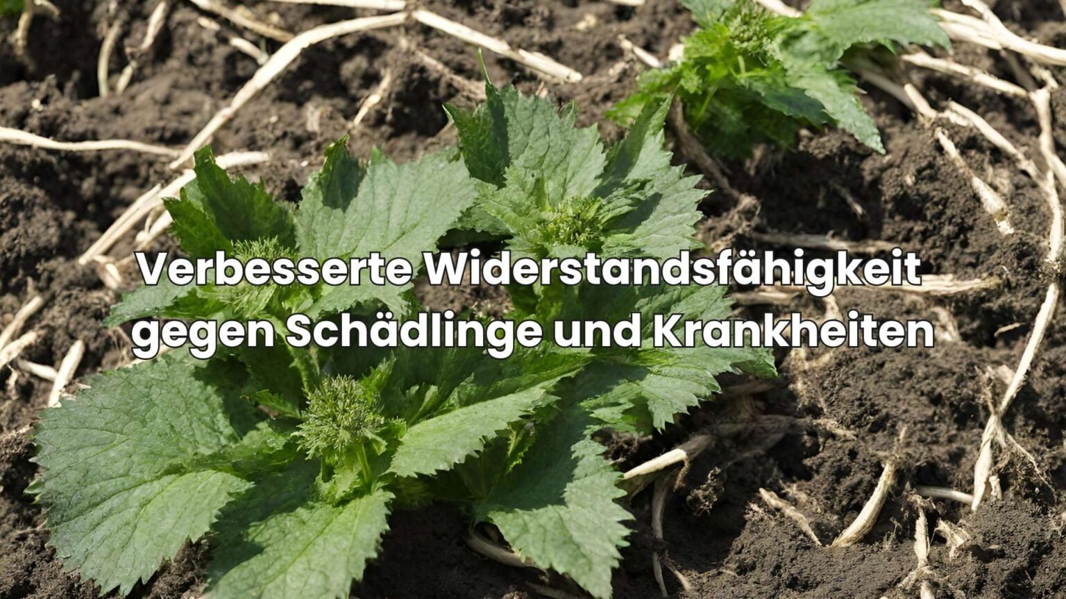 Brennnesseljauche ausbringen SchrittfürSchrittAnleitung