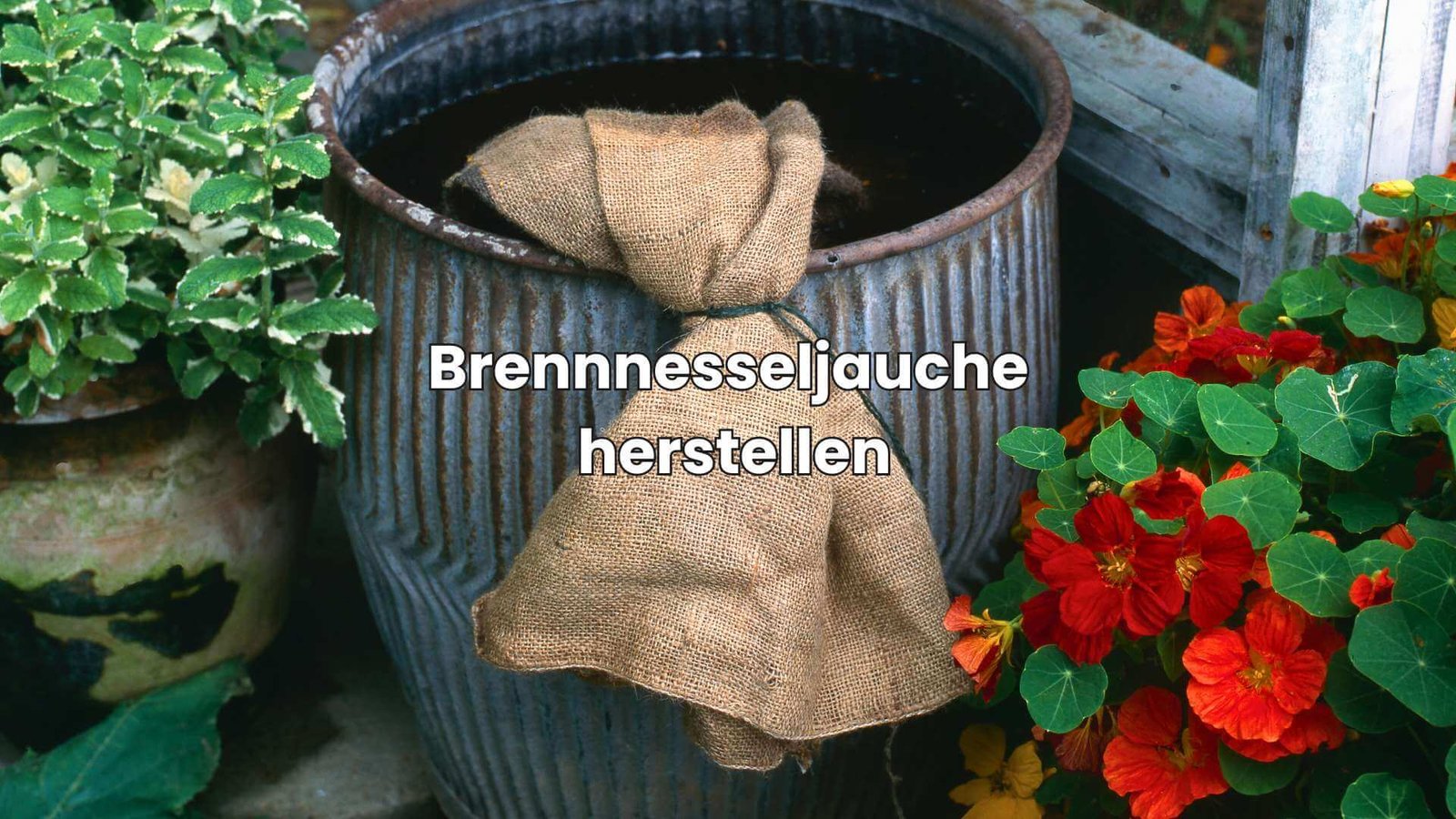 Brennnesseljauche herstellen So gelingt sie im Handumdrehen!