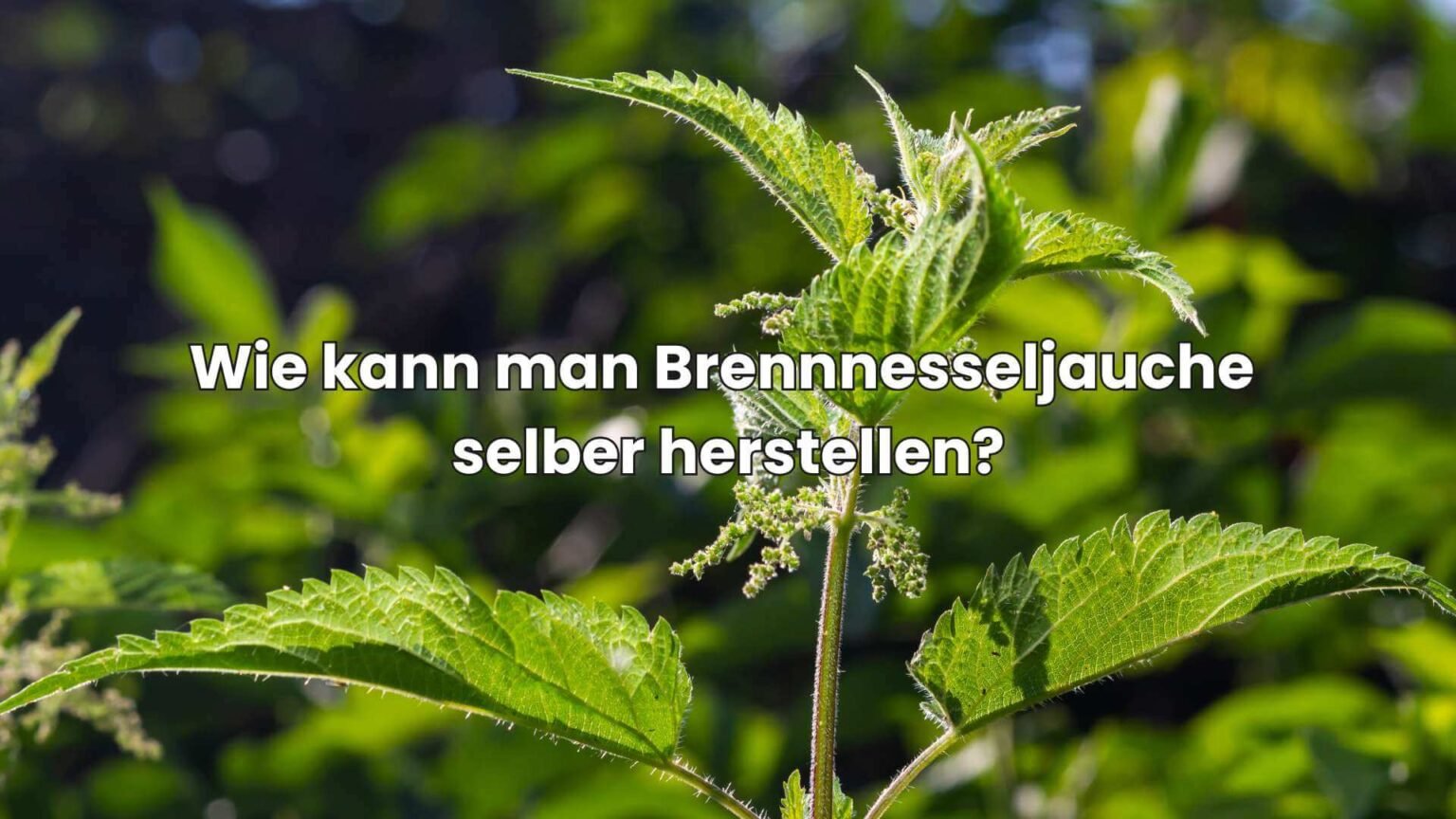 BrennnesseljaucheRatgeber So stellst du den Dünger einfach her