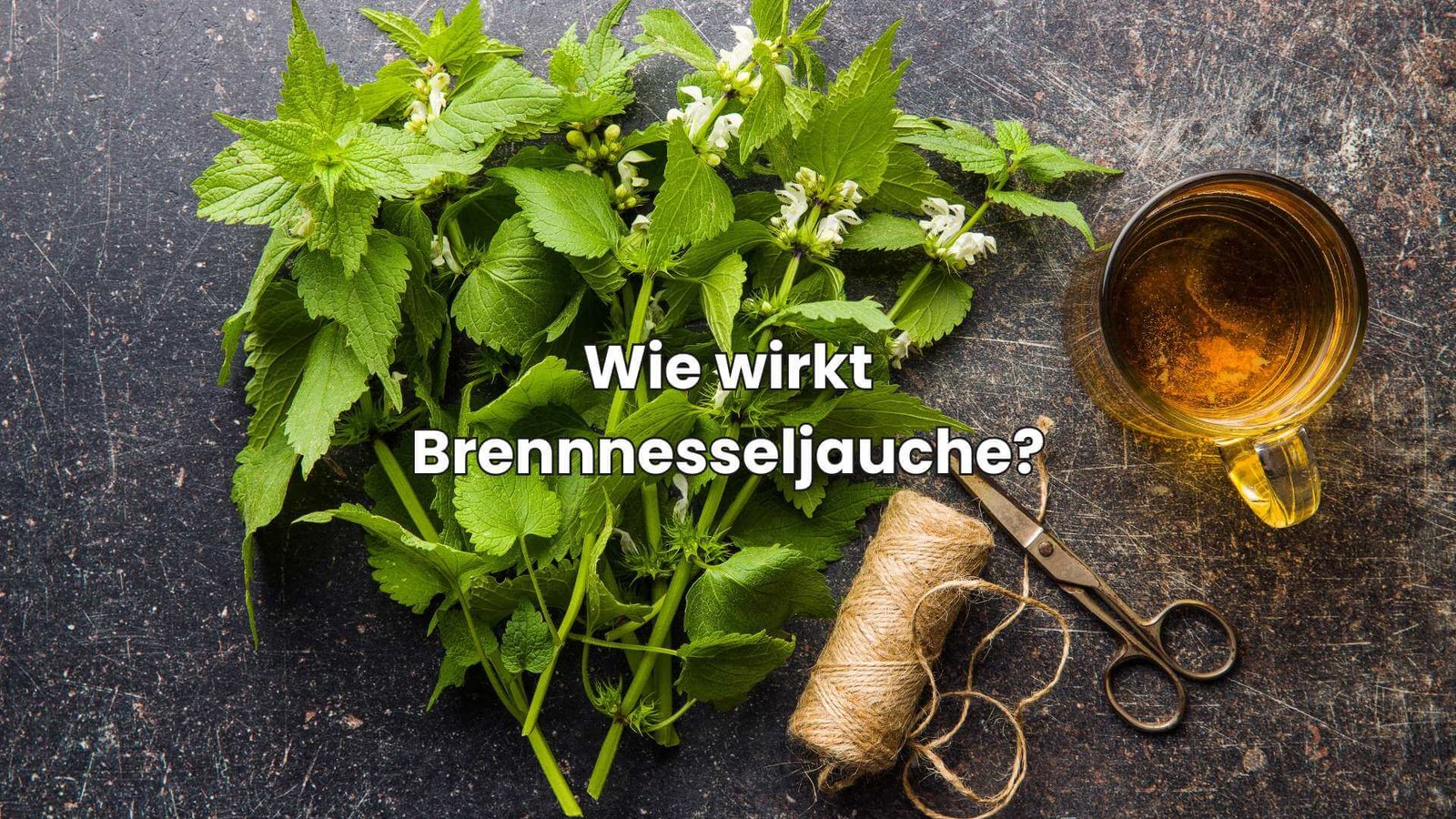 BrennnesseljaucheRatgeber So stellst du den Dünger einfach her