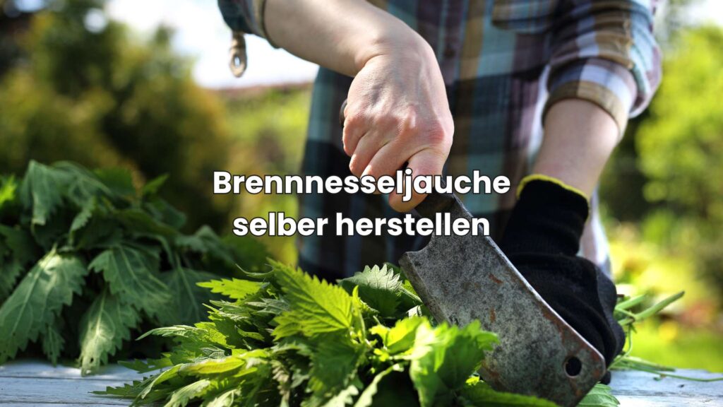 Brennnesseljauche selber herstellen