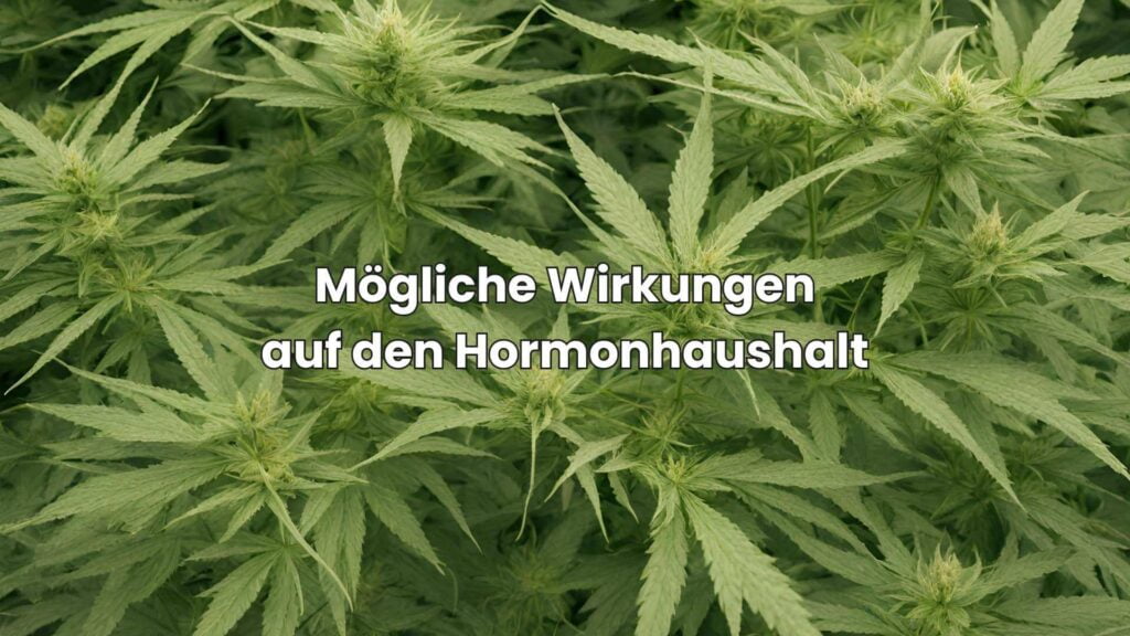 CBD-Nebenwirkungen - CBD und die möglichen Wirkungen auf den Hormonhaushalt