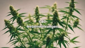 CBD Nebenwirkungen - Was du wissen musst