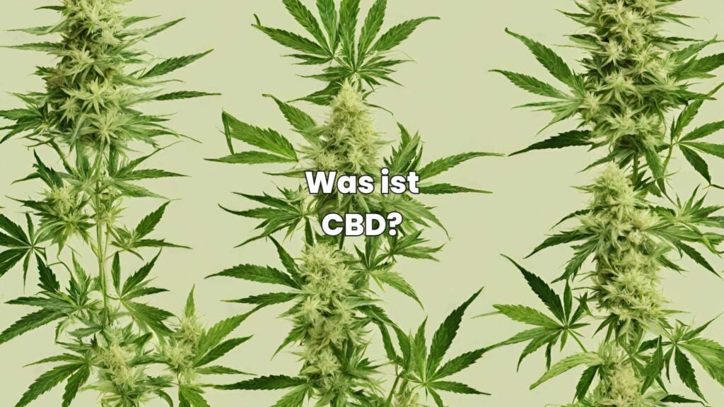 CBD-Nebenwirkungen - Was ist CBD?