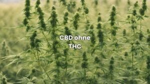 CBD ohne THC
