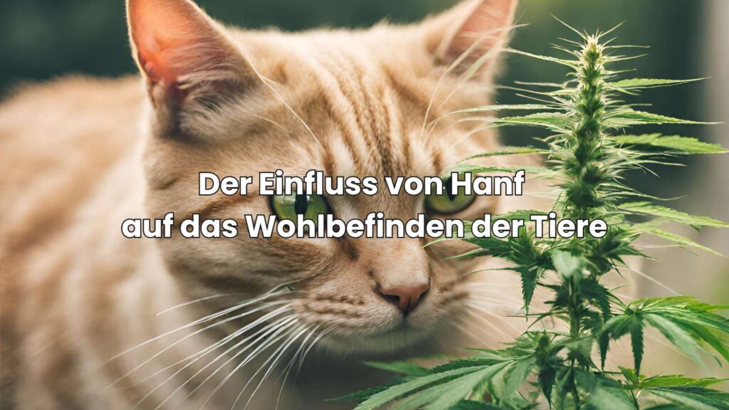 Der Einfluss von Hanf auf das Wohlbefinden von Haustieren