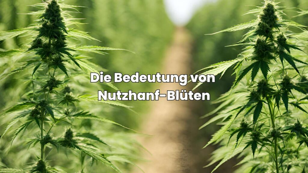 Die Bedeutung von Nutzhanf-Blüten